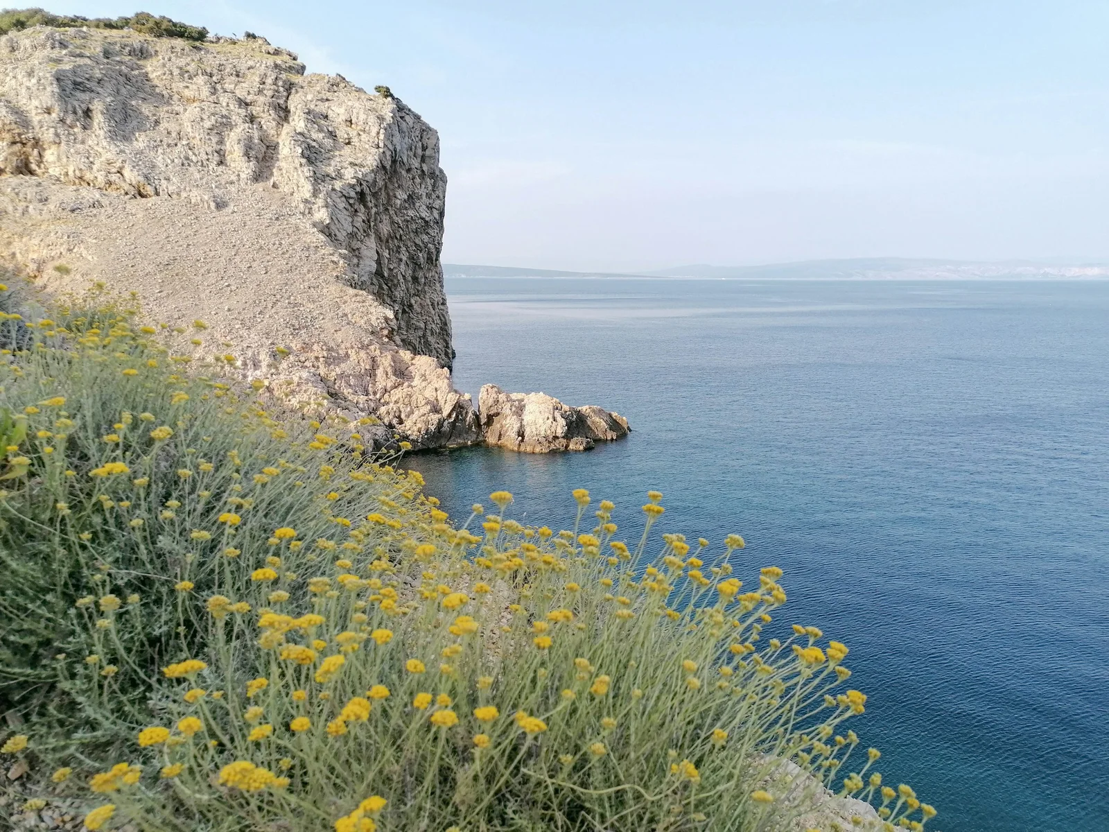Yellow immortelle flowers overlooking a rocky cliff and the Adriatic Sea on Cres